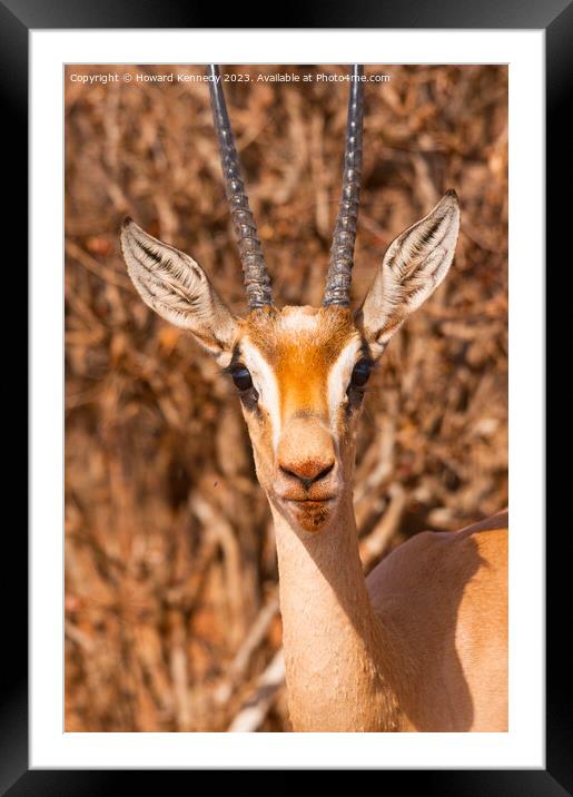 Grant's Gazelle close-up Framed Mounted Print by Howard Kennedy