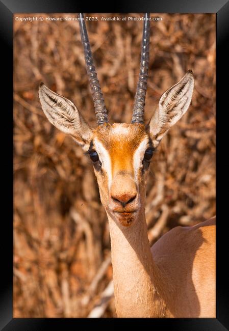 Grant's Gazelle close-up Framed Print by Howard Kennedy