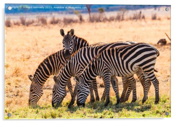 Burchell's Zebra Acrylic by Howard Kennedy
