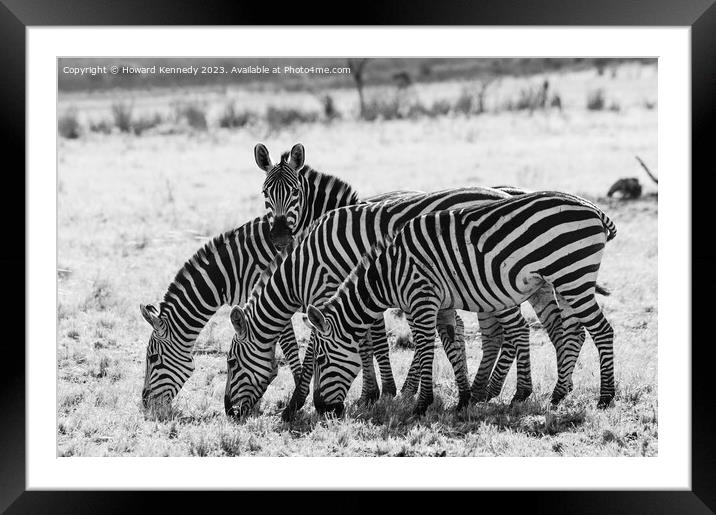 Burchell's Zebra in black and white Framed Mounted Print by Howard Kennedy