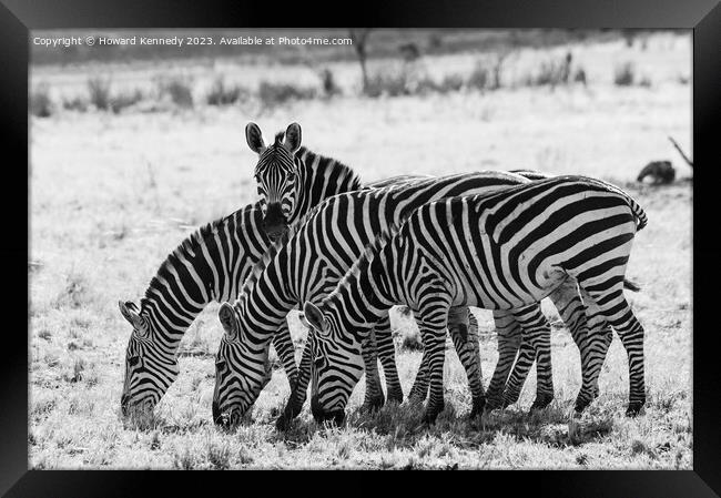 Burchell's Zebra in black and white Framed Print by Howard Kennedy