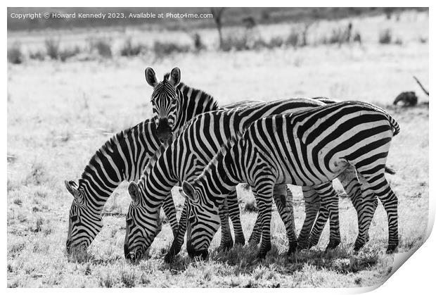 Burchell's Zebra in black and white Print by Howard Kennedy