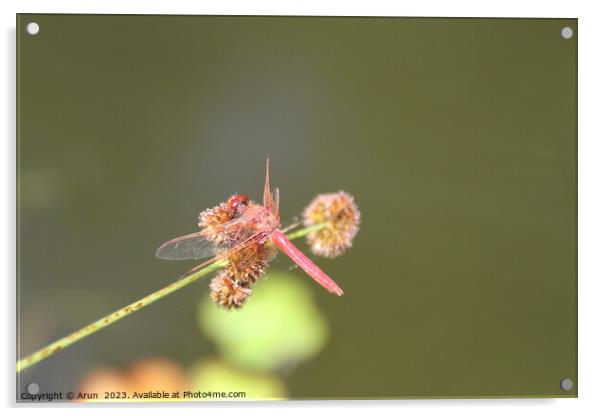 Dragon flies in the wild Acrylic by Arun 