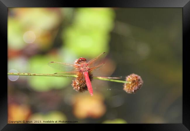 Dragon flies in the wild Framed Print by Arun 