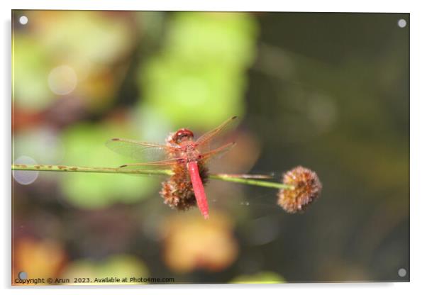 Dragon flies in the wild Acrylic by Arun 