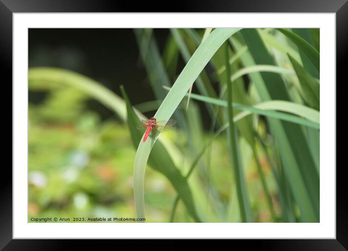 Dragon flies in the wild Framed Mounted Print by Arun 