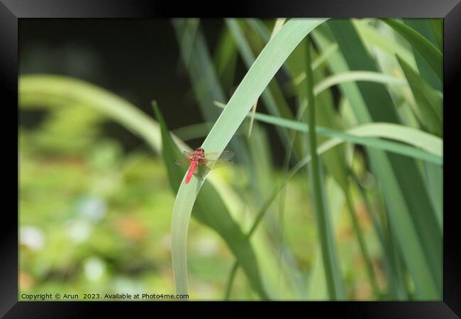 Dragon flies in the wild Framed Print by Arun 