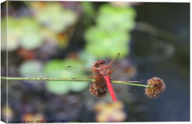 Dragon flies in the wild Canvas Print by Arun 