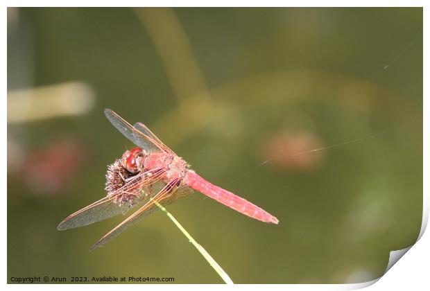 Dragon flies in the wild Print by Arun 