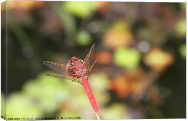 Dragon flies in the wild Canvas Print by Arun 