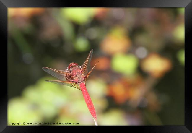 Dragon flies in the wild Framed Print by Arun 