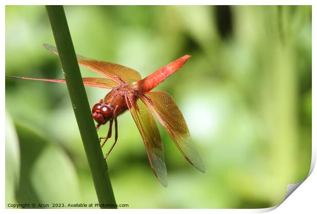 Dragon flies in the wild Print by Arun 