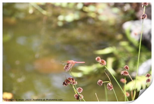 Dragon flies in the wild Print by Arun 