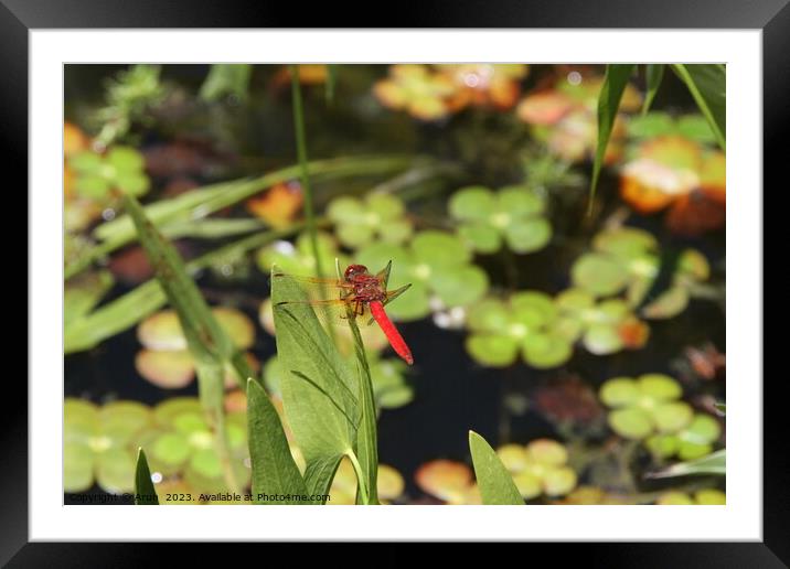 Dragon flies in the wild Framed Mounted Print by Arun 
