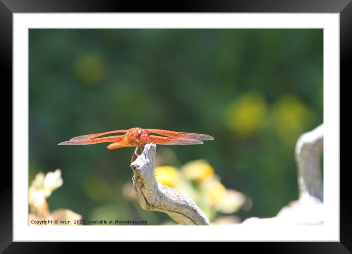 Dragon flies in the wild Framed Mounted Print by Arun 