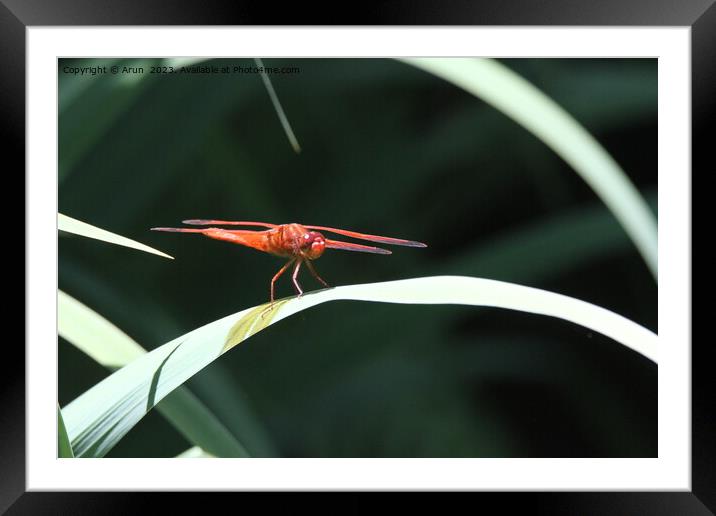 Dragon flies in the wild Framed Mounted Print by Arun 