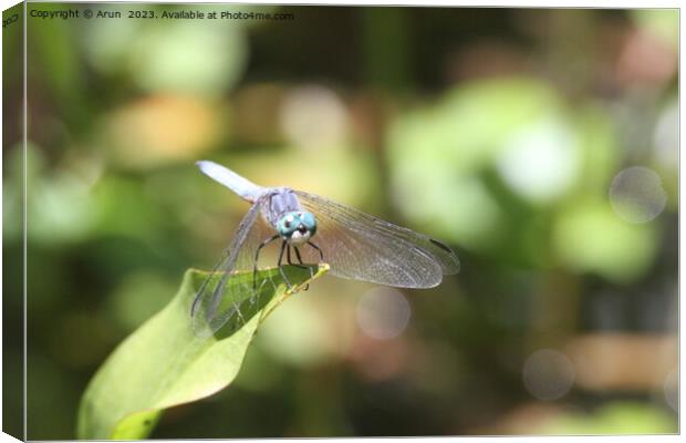 Dragon flies in the wild Canvas Print by Arun 