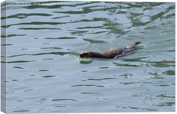 Otters Canvas Print by Arun 
