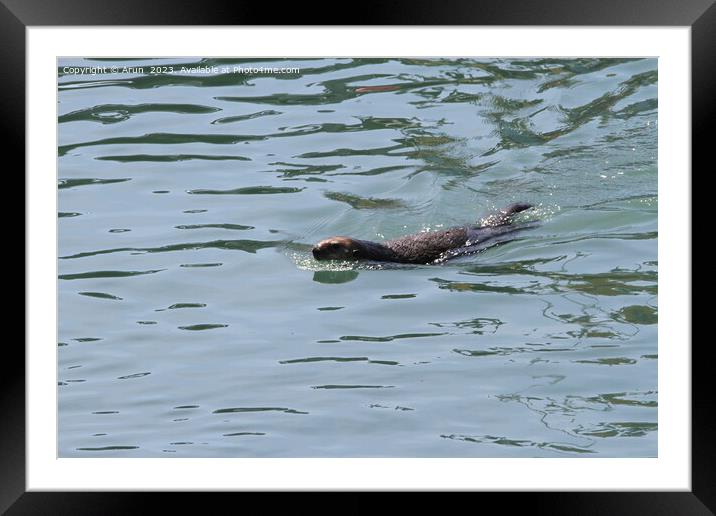 Otters Framed Mounted Print by Arun 