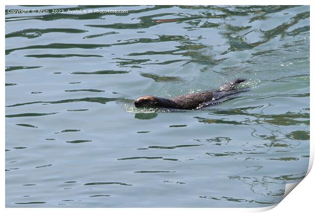 Otters Print by Arun 