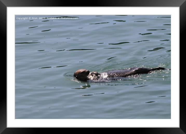 Otters Framed Mounted Print by Arun 