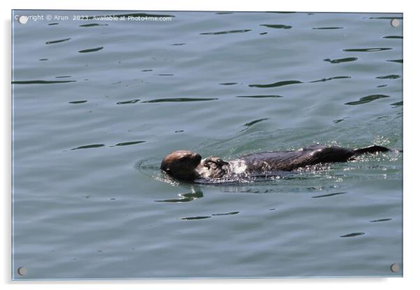 Otters Acrylic by Arun 