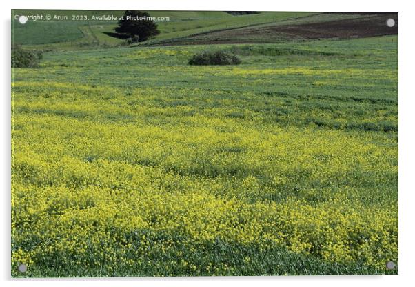 Wildflowers at Morro bay california Acrylic by Arun 