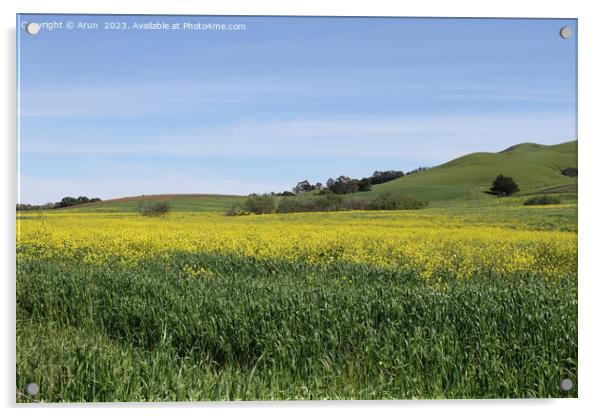 Wildflowers at Morro bay california Acrylic by Arun 