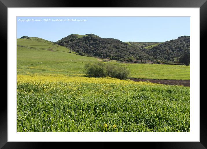 Wildflowers at Morro bay california Framed Mounted Print by Arun 