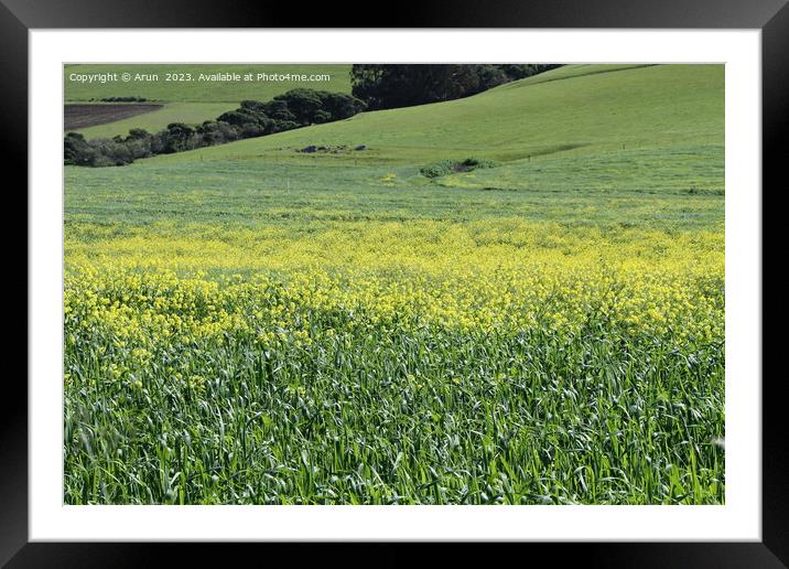 Wildflowers at Morro bay california Framed Mounted Print by Arun 