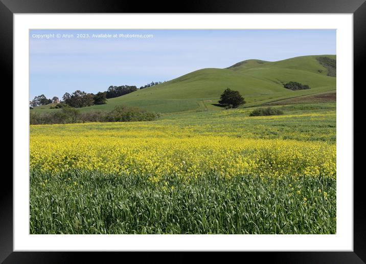 Wildflowers at Morro bay california Framed Mounted Print by Arun 