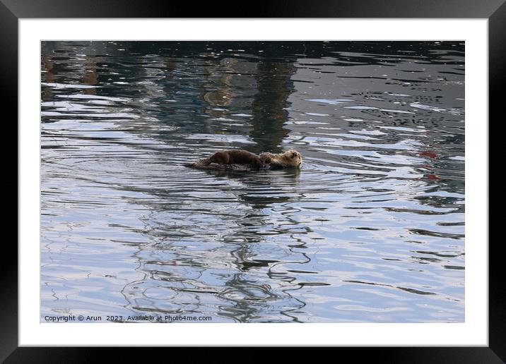Otters in the ocean Framed Mounted Print by Arun 