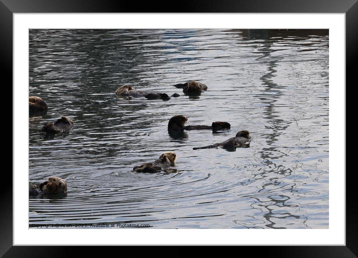 Otters in the ocean Framed Mounted Print by Arun 