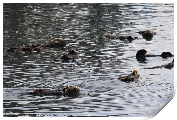 Otters in the ocean Print by Arun 