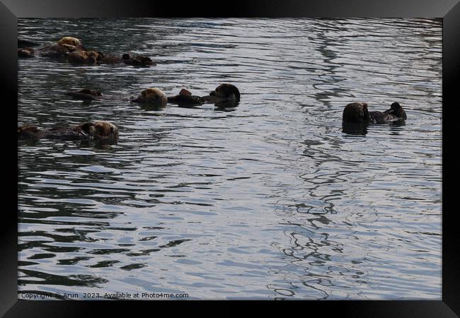 Otters in the ocean Framed Print by Arun 