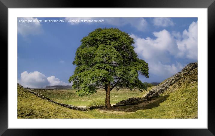 The Sycamore Gap Tree Framed Mounted Print by Tom McPherson