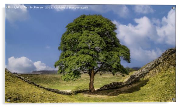 The Sycamore Gap Tree Acrylic by Tom McPherson