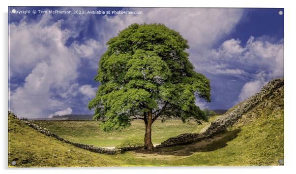 The Sycamore Gap Tree Acrylic by Tom McPherson