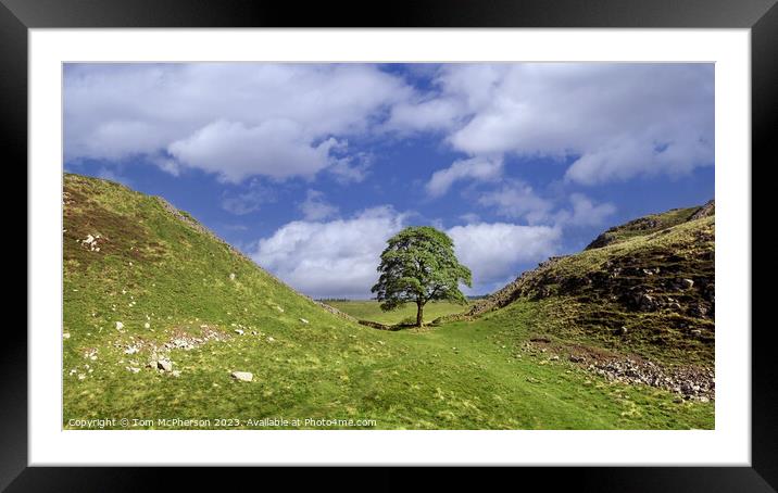 The Iconic Sycamore Gap Tree Framed Mounted Print by Tom McPherson