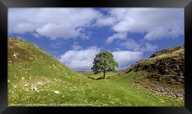 The Iconic Sycamore Gap Tree Framed Print by Tom McPherson