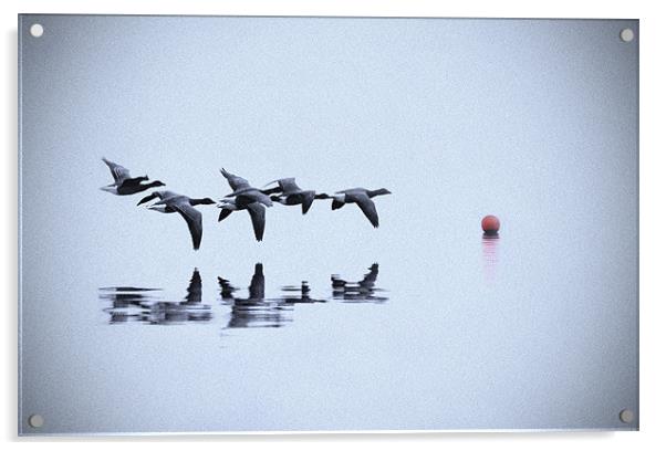 Flock of Geese Acrylic by Nigel Bangert