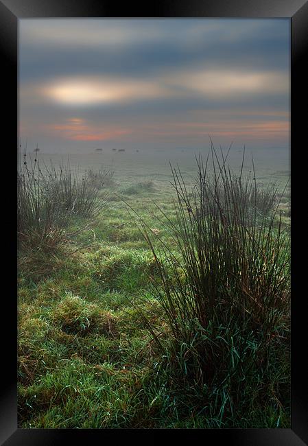 Morning Glow Framed Print by Stephen Mole
