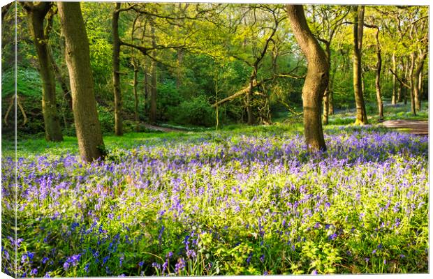 Bluebell Woods Canvas Print by Steve Smith