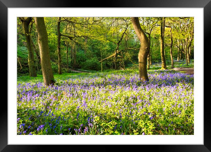 Bluebell Woods Framed Mounted Print by Steve Smith