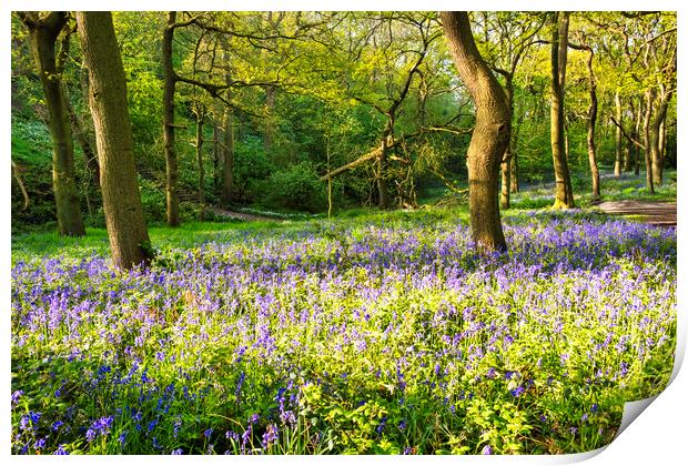 Bluebell Woods Print by Steve Smith