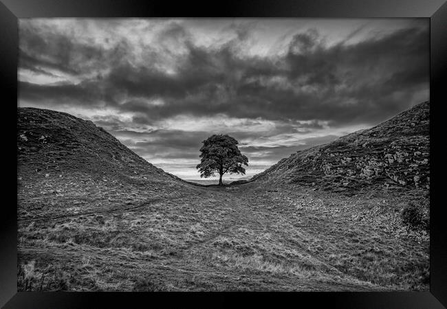 Sycamore Gap Framed Print by Roger Green