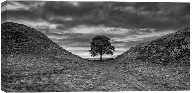 Sycamore Gap Canvas Print by Roger Green