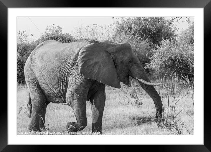 African elephant Framed Mounted Print by Margaret Ryan