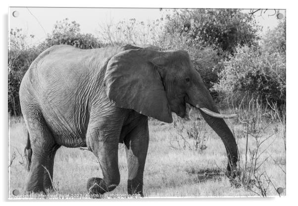 African elephant Acrylic by Margaret Ryan