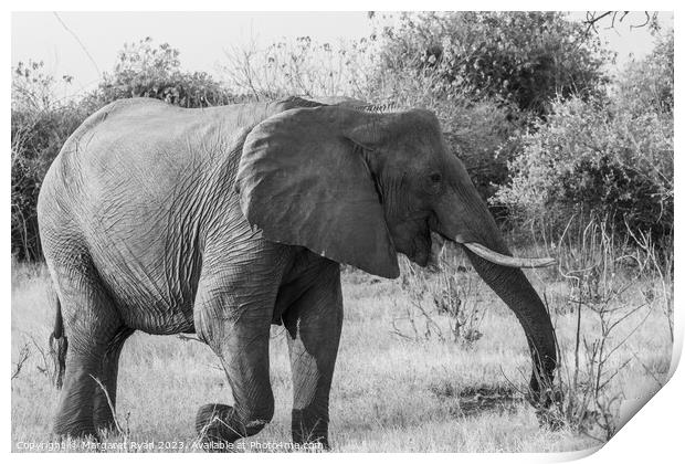 African elephant Print by Margaret Ryan